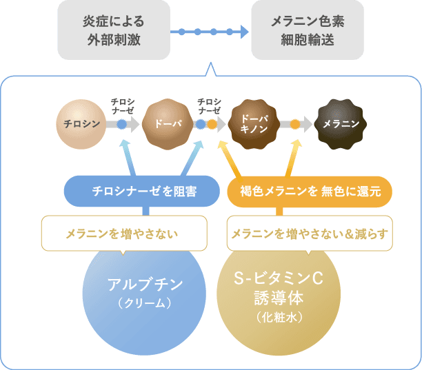 図：メラニンを増やさないアルプチン（クリーム）メラニンを増やさない＆減らす　S-ビタミンC誘導体（化粧水）